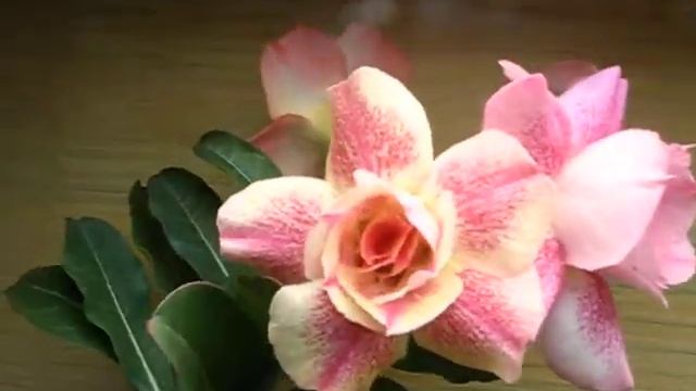 Адениум (Adenium obesum) Pink Panther смотреть онлайн