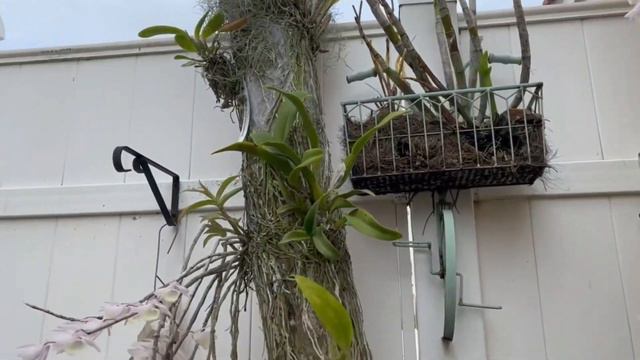 Dendrobium Aphyllum #CareCollab Update смотреть онлайн