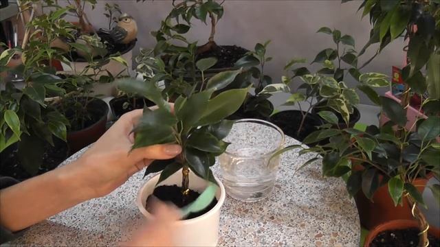 Фикусы часть первая смотреть онлайн