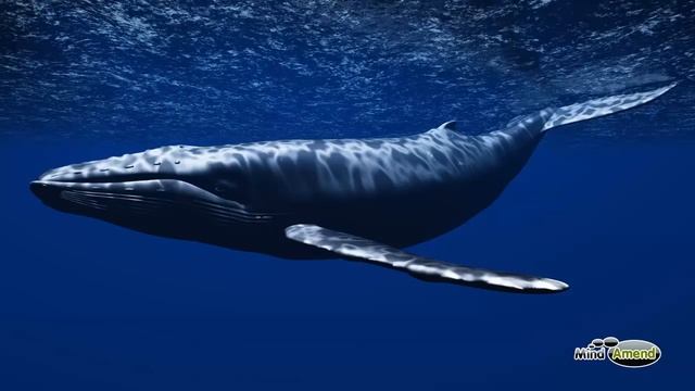 Underwater Whale Sounds - Full 60 Minute Ambient Soundscape смотреть онлайн
