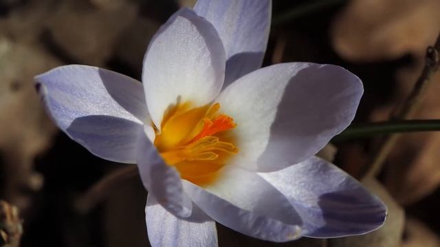 Crocus biflorus 1.mp4 смотреть онлайн