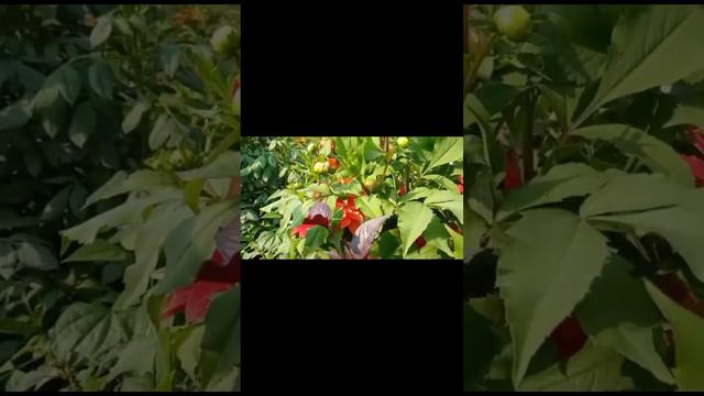 #flowers #viralvideo #shortsvideo ! #trending смотреть онлайн