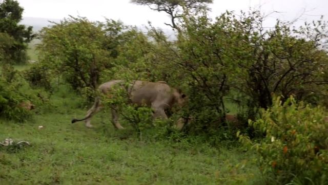 Maasai Mara Safari | Kenya travel vlog | Camping |Maasai Mara National Reserve. смотреть онлайн