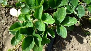 Кабрилло с усами и ягодами))