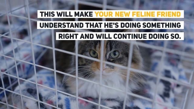 How To Train Your Cat To Use The Litter Box? смотреть онлайн