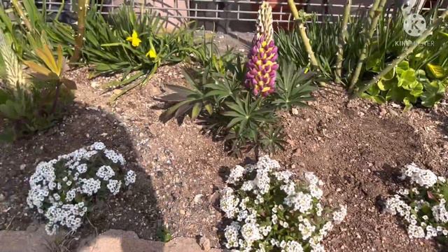 ต้นกุหลาบแตกตาเยาะมากช่วงเดือนมีนาคม2022/03/12 смотреть онлайн