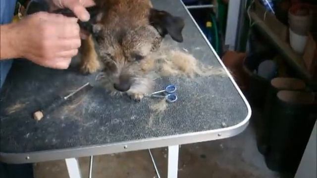 Border Terrier Grooming смотреть онлайн