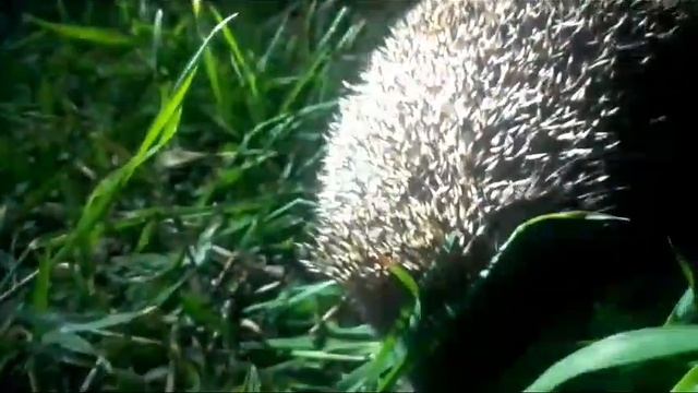 Ночной гость..!!))зато нет змей!!! смотреть онлайн