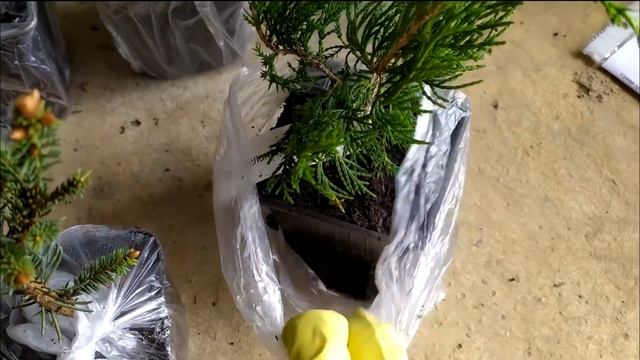 Посылка из Ялты хвойные с острова цветов смотреть онлайн
