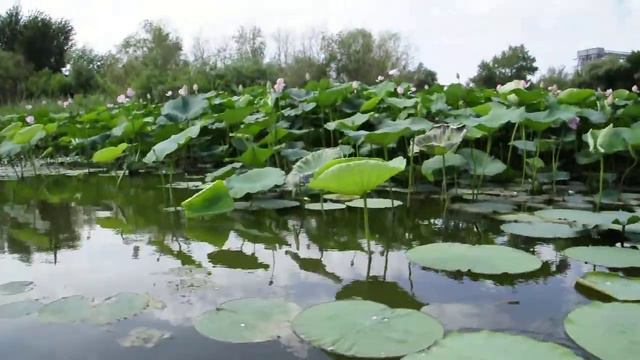 Лотос на Болде смотреть онлайн