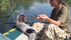 Щенок русского спаниеля на первой  рыбалке