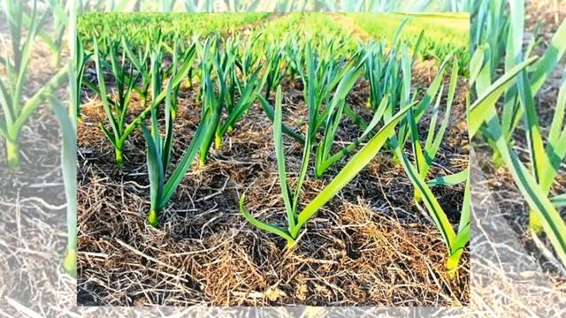 Сажаем чеснок под зиму смотреть онлайн