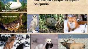 Природа Северной Америки