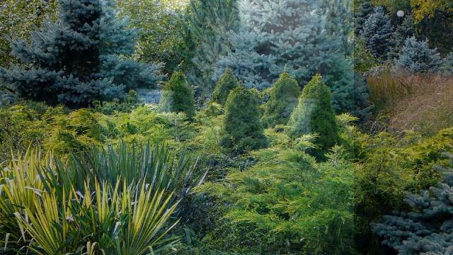 ГОЛУБАЯ ЕЛЬ — ЕФФЕКТНЫЙ АКЦЕНТ ЛАНДШАФТНОГО ДИЗАЙНА / blue spruce in landscape design ?? смотреть онлайн
