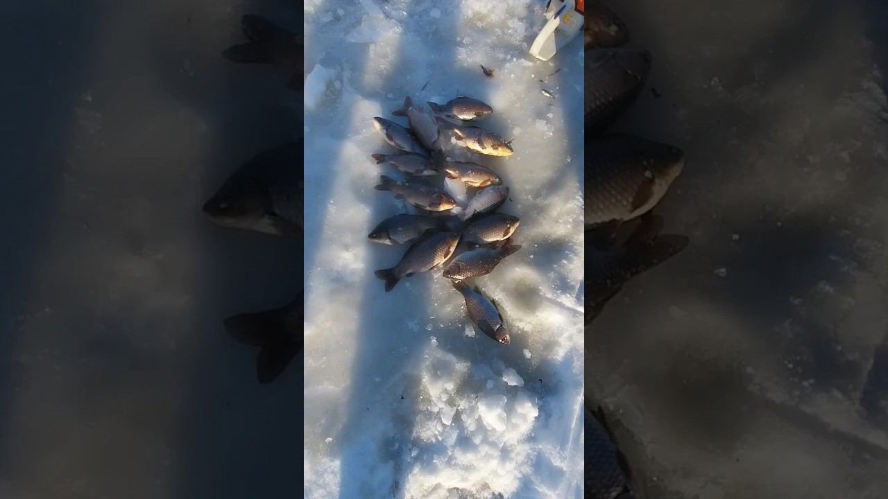 начало сезона зимней рыбалки смотреть онлайн