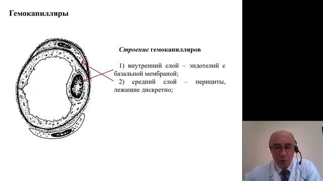 Гистология. Сердечно сосудистая система смотреть онлайн