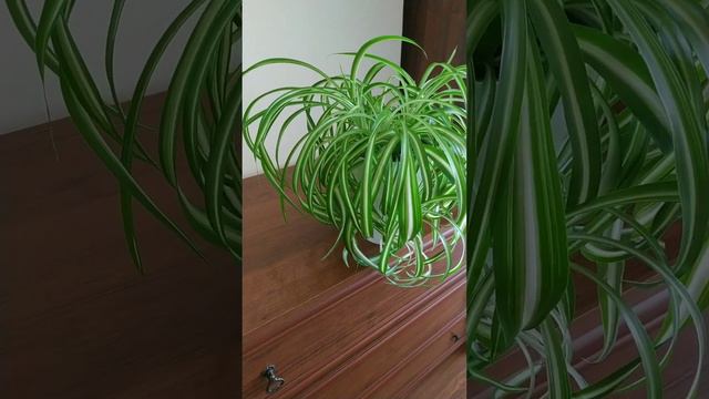 Хлорофитум Бонни (Chlorophytum Bonnie) смотреть онлайн