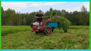 Поймал кто жрет картофель, с сеном - все, осы вытеснили со стройки, свекла удивила!