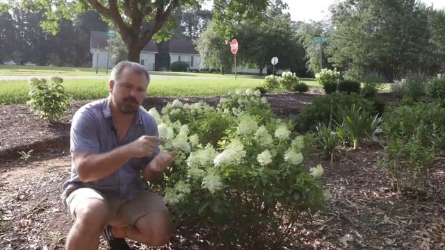 White Wedding® Hydrangea in 2 Minutes - Great Flowering Variety? смотреть онлайн