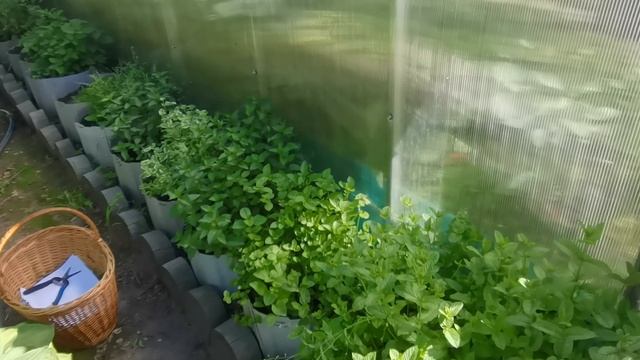 Заготавливаем ЛЕКАРСТВЕННЫЕ ТРАВЫ в саду. Новая сушилка ВЕЛИКИЕ РЕКИ смотреть онлайн