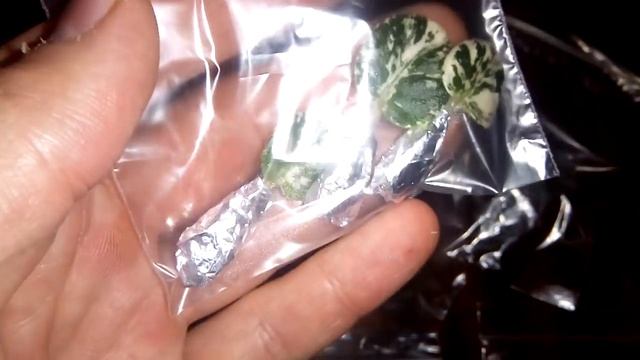 Приехали новые фиалки! Распаковка и пополнение коллекции Минифиалочки смотреть онлайн