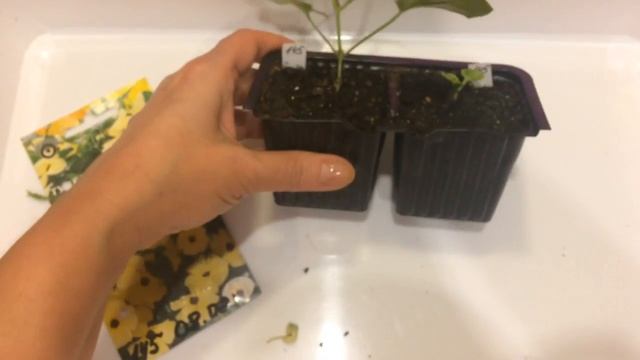 Тунбергия 13.03.18 Прищипка тунбергии