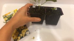 Тунбергия 13.03.18 Прищипка тунбергии