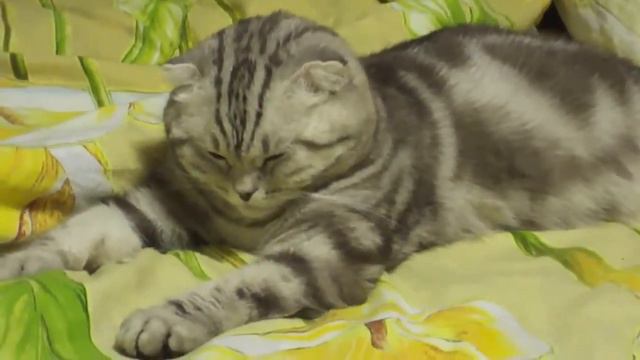 Котик заснул смотреть онлайн