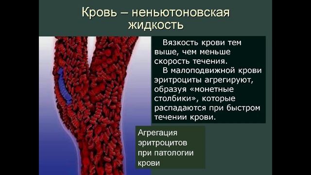 ФМ 5 - Гидродинамика. Гемодинамика смотреть онлайн