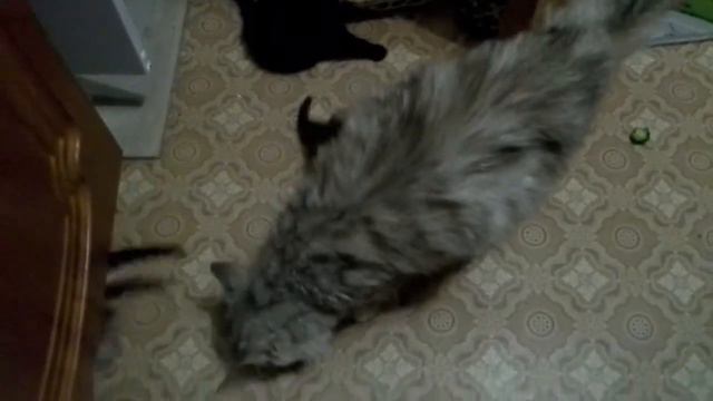 Мама-кошка и кормёжка :) смотреть онлайн