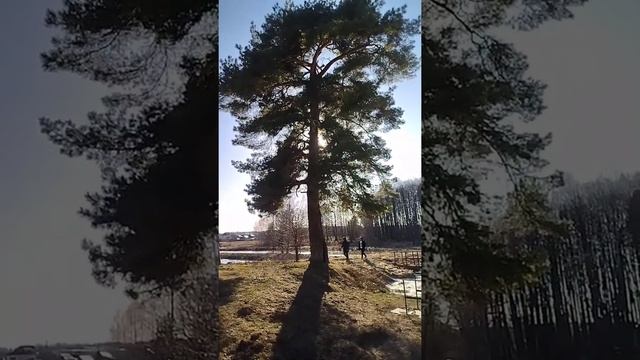 Самая большая сосна в мире? смотреть онлайн