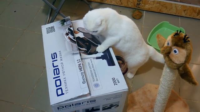 КОРОБКА+КУНИ+ПУССИ. Намек на одно из видео на Bobcat ТВ )) смотреть онлайн