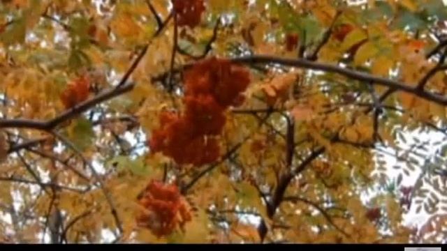 Булат Окуджава,Осень ранняя...,муз. и исп. Самуил Фрумович смотреть онлайн