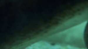 Как прячется рыба-жемчужница (Encheliophis sagamianus) в анальном отверстии морского огурца ?