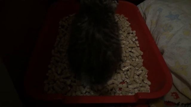Котятам 1 месяц. Приучаем к туалету смотреть онлайн