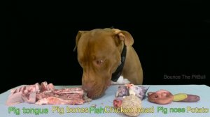 Best Dog MUKBANG PITBULL EATING RAW MEAT PARTS