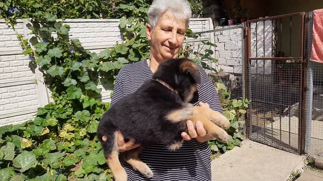 Рамона Грей розовый ошейник немецкая овчарка продажа Симферополь Крым+79787402846 питомник собак смотреть онлайн