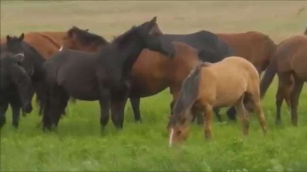 ЛОШАДИ. СТАДО ЛОШАДЕЙ НА ПРИРОДЕ. КРАСИВЫЕ ЛОШАДИ. смотреть онлайн