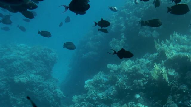 1 Hour Of Underwater Ambience Video With Music And Under Water Sound Effects.