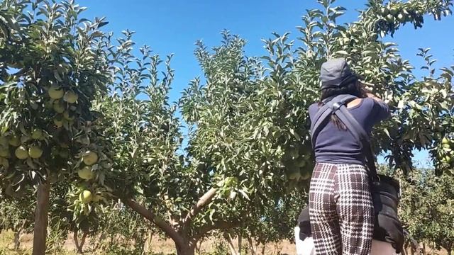 Harvesting Green APPLE (Granny Smith) смотреть онлайн