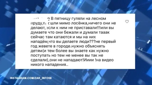 Чем закончилась встреча людей и лосей в зоне отдыха «Солнечная»? смотреть онлайн