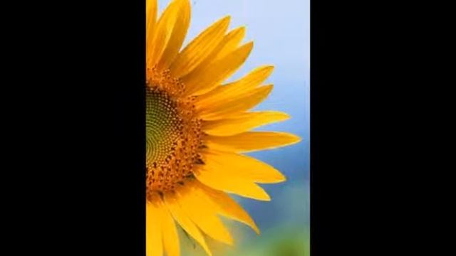 480x800 Mobile Wallpapers смотреть онлайн