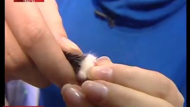 Накладные ногти для кошек и собак смотреть онлайн