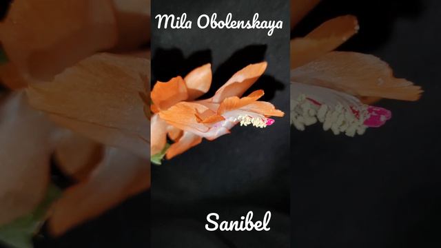 Sanibel смотреть онлайн