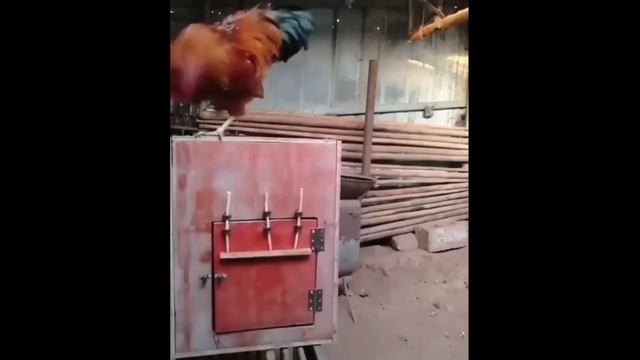 Умный петух спасает курицу. смотреть онлайн