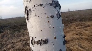 Кора березы. Лечим печень, рак кожи.