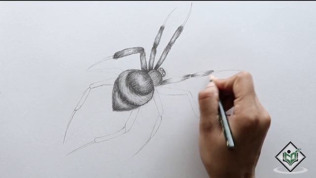 How to Sketch a Spider смотреть онлайн