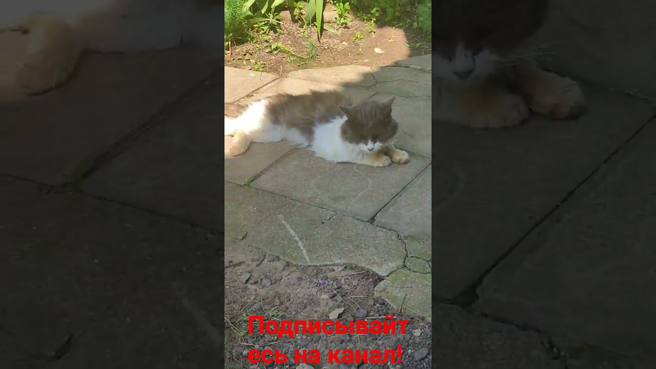 Барсик и Солнце!!!!(жара!!!)!!!! смотреть онлайн
