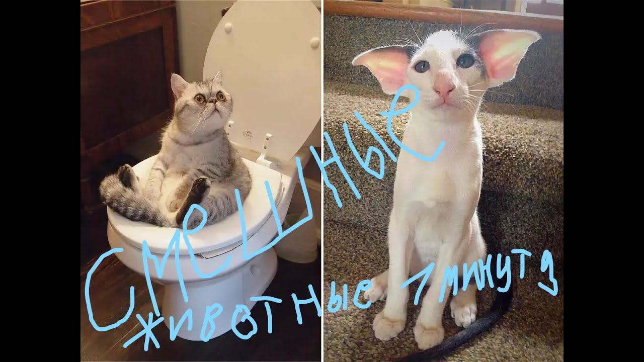 Смешные животные 1 минуту до слёз!!! смотреть онлайн