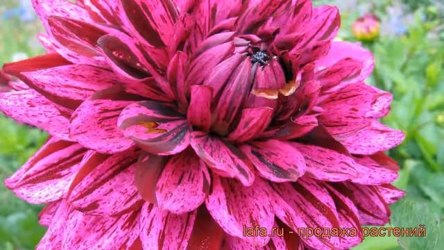 Георгина декоративная Арт Акт (dahlia art act) ? Арт Акт обзор: как сажать, рассада георгины Арт Ак смотреть онлайн